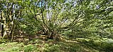 Countryside walk from Bridford Wood
