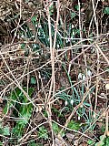 Oh So Easy snowdrops walk from Staverton